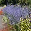 Russian Sage #5 - Image 3